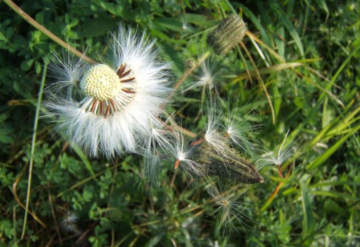Rough Hawkweed in seed