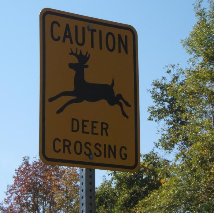 Deer Crossing