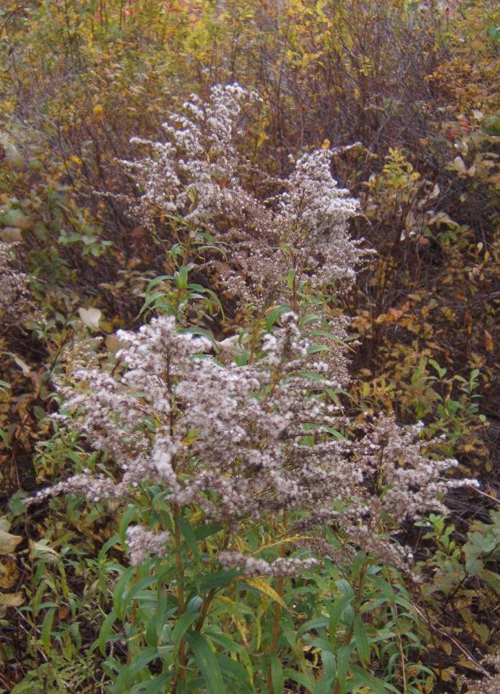 a goldenrod at seedtime