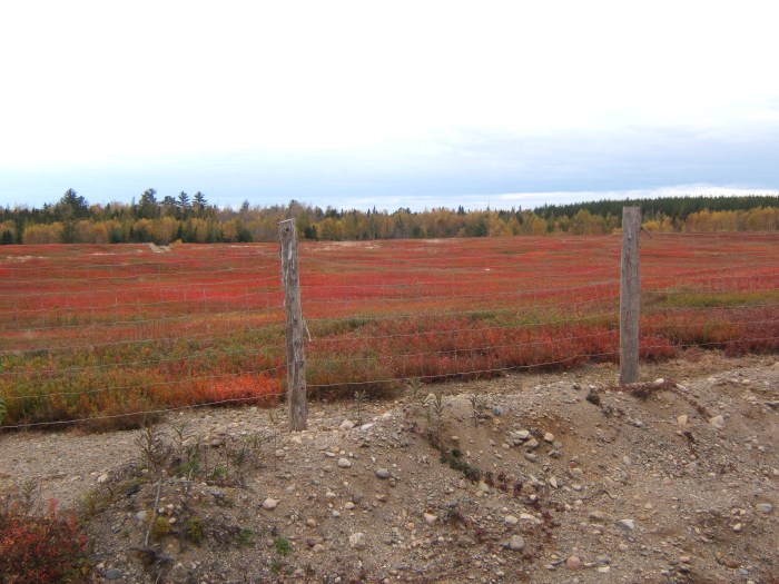 blueberry field and page fence