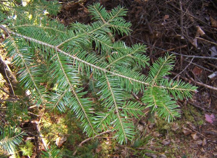 branch of Balsam fir