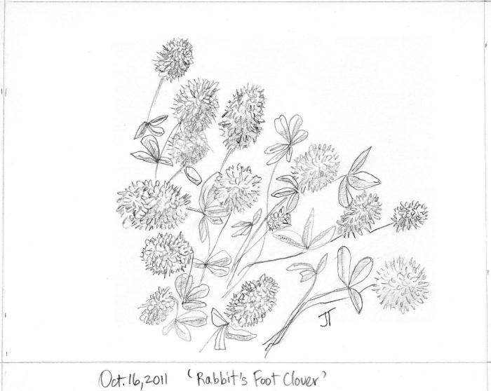 'rabbit's foot clover'