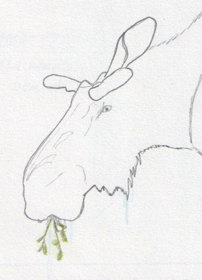 'moose feeding' April, 1994