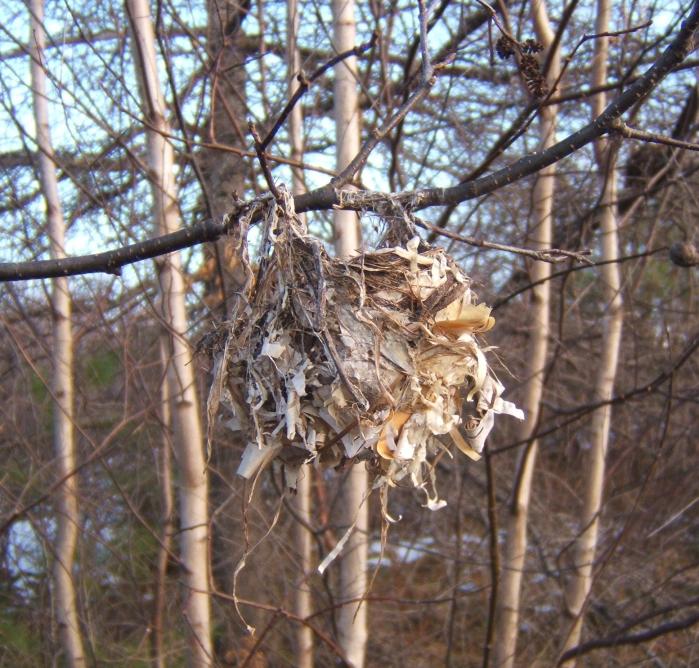 red-eyed vireo's nest