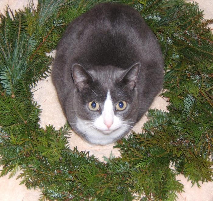 Zoe in a wreath