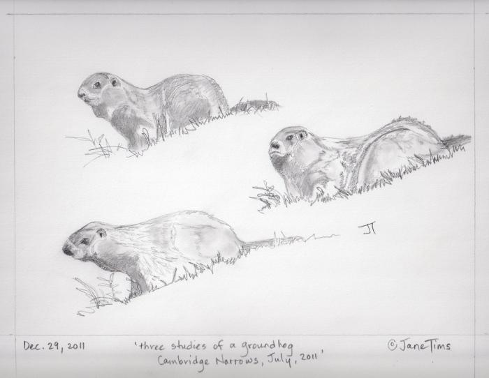 'three studies of a groundhog'
