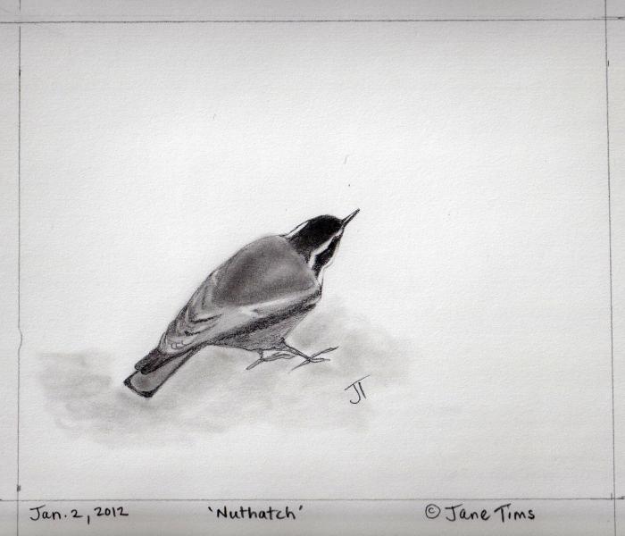 'nuthatch'