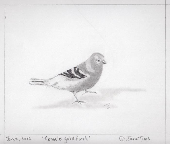 'female goldfinch'
