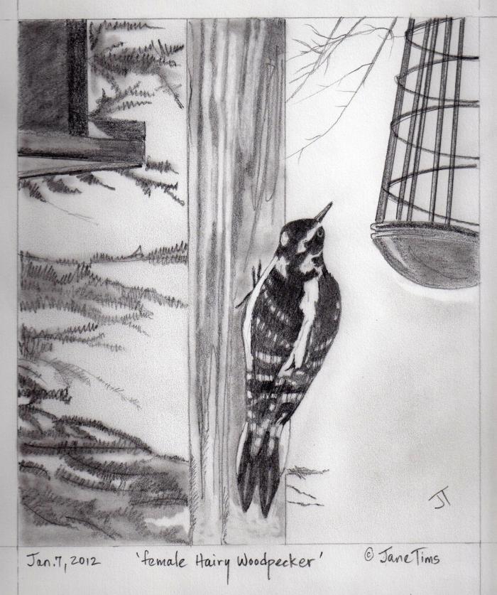 'female Hairy Woodpecker'