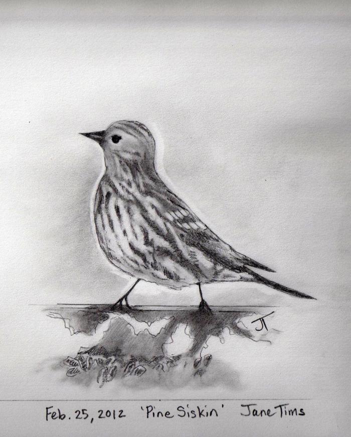 'Pine Siskin'