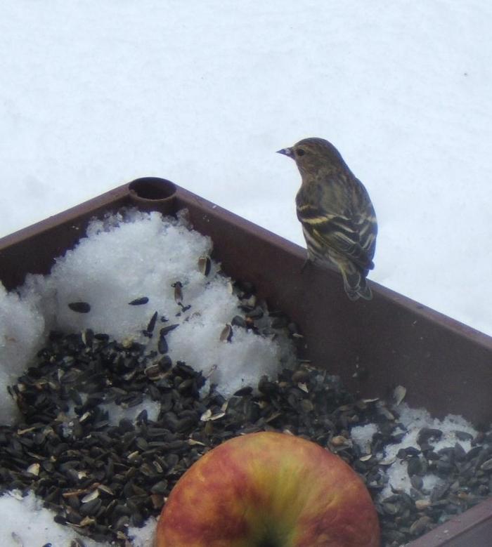 pine siskin