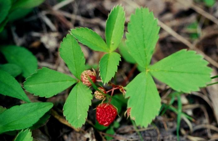 wild strawberries