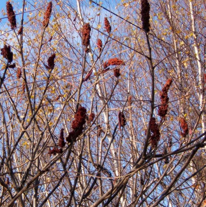 Staghorn Sumac in late fall