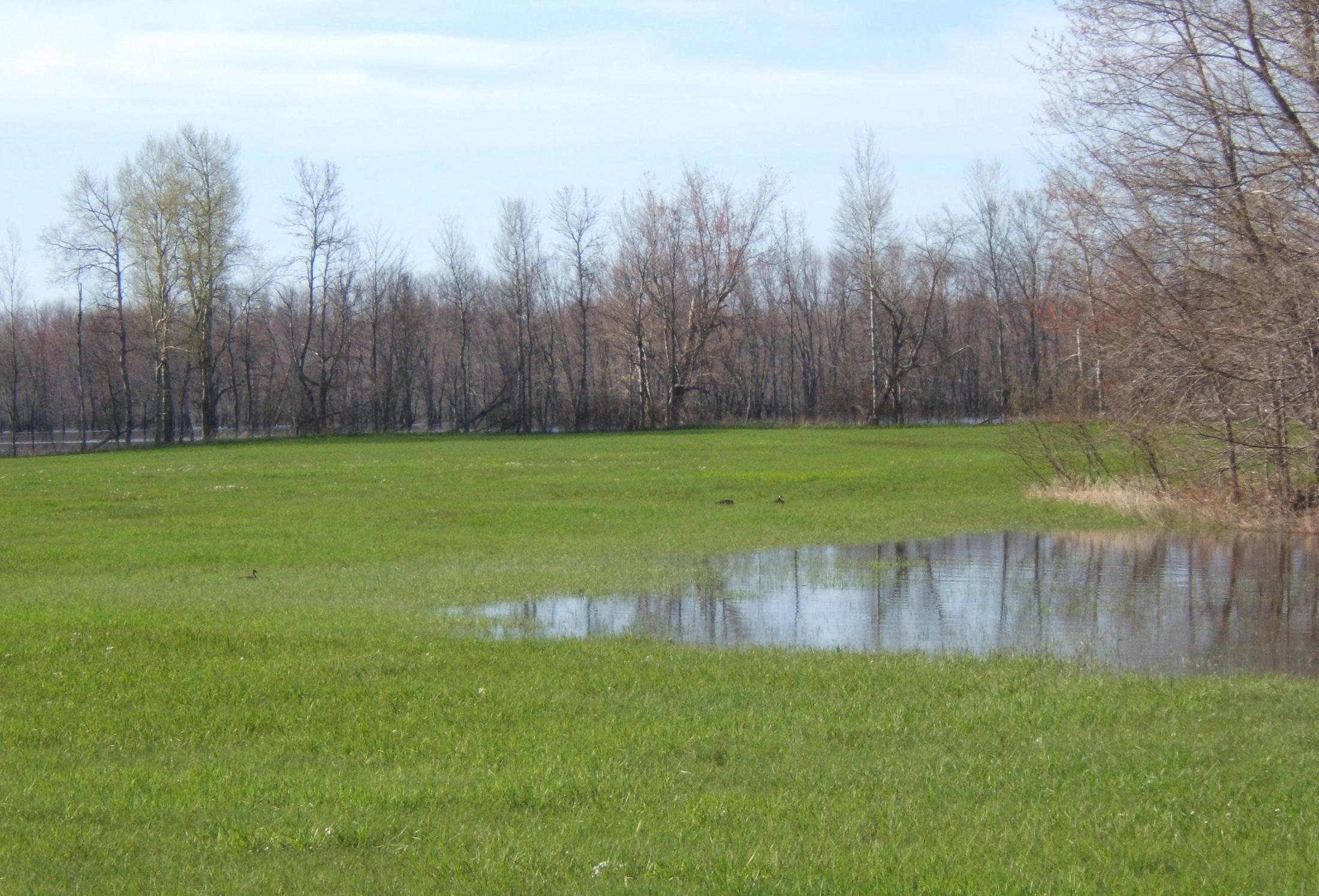 wet field near Scovil