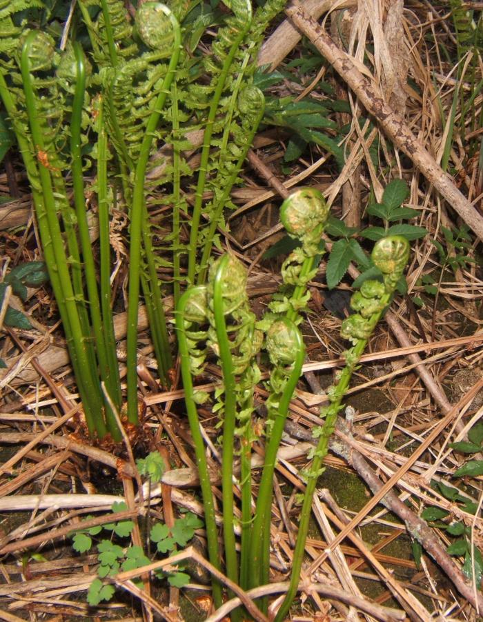 fiddlehead ferns