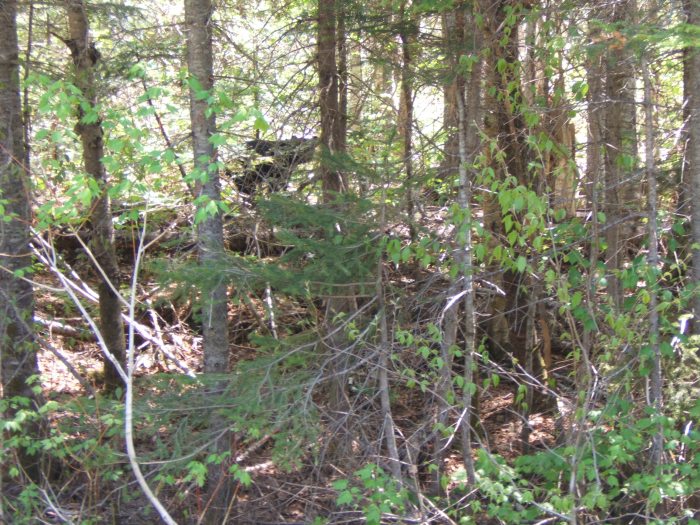 young Black Bear peering at us from the woods