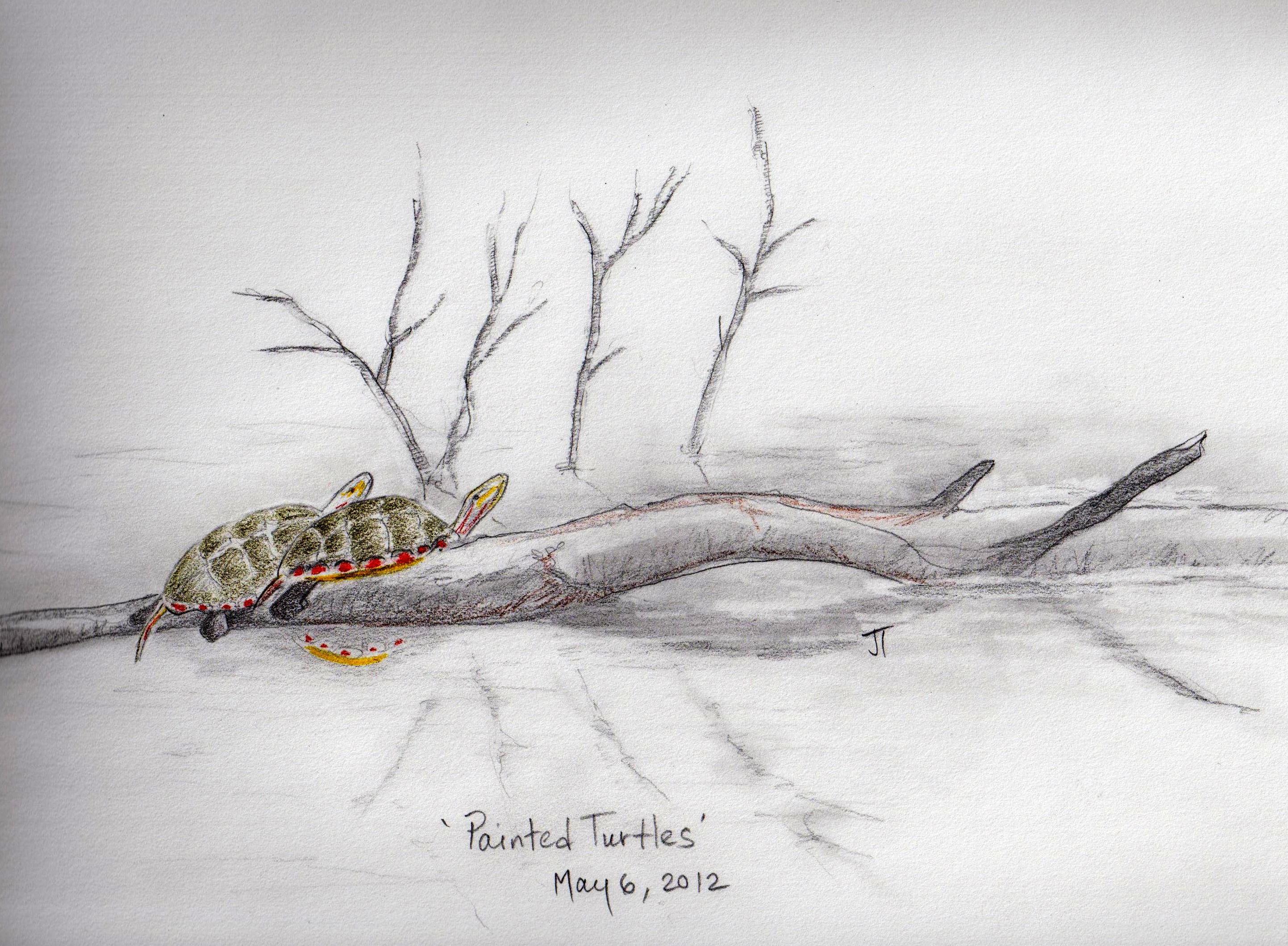 'Painted Turtles'