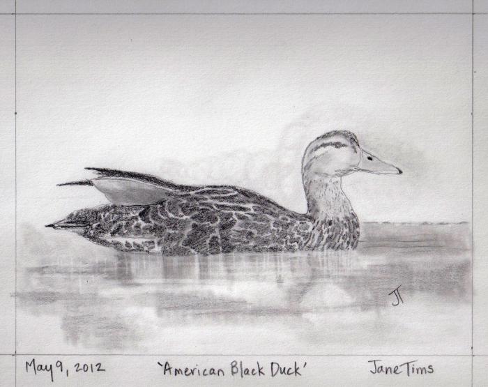 'American Black Duck'