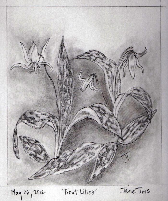 'Trout Lilies'