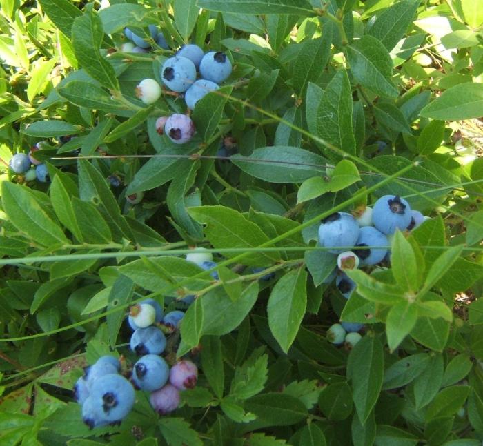 blueberries