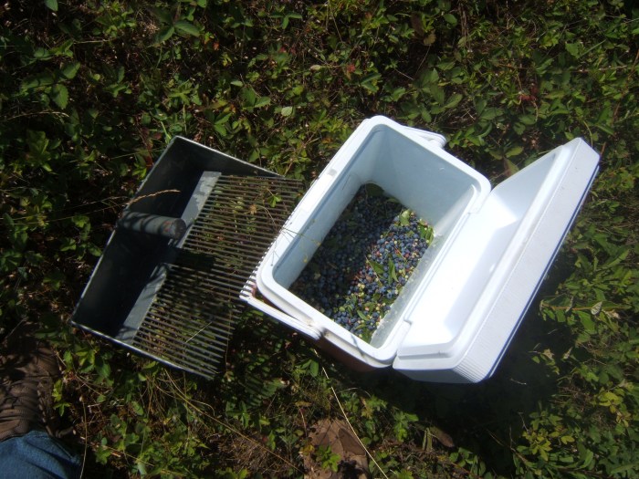 my blueberry rake and a small cooler to collect the berries