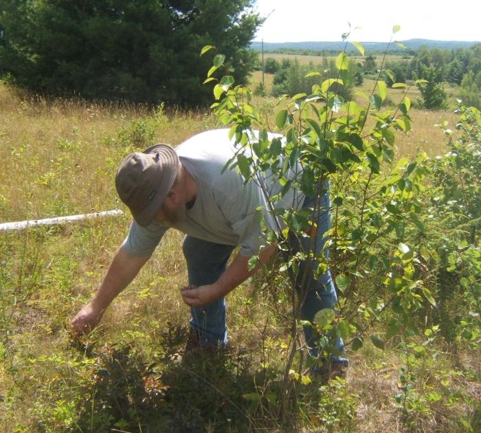 picking blueberries