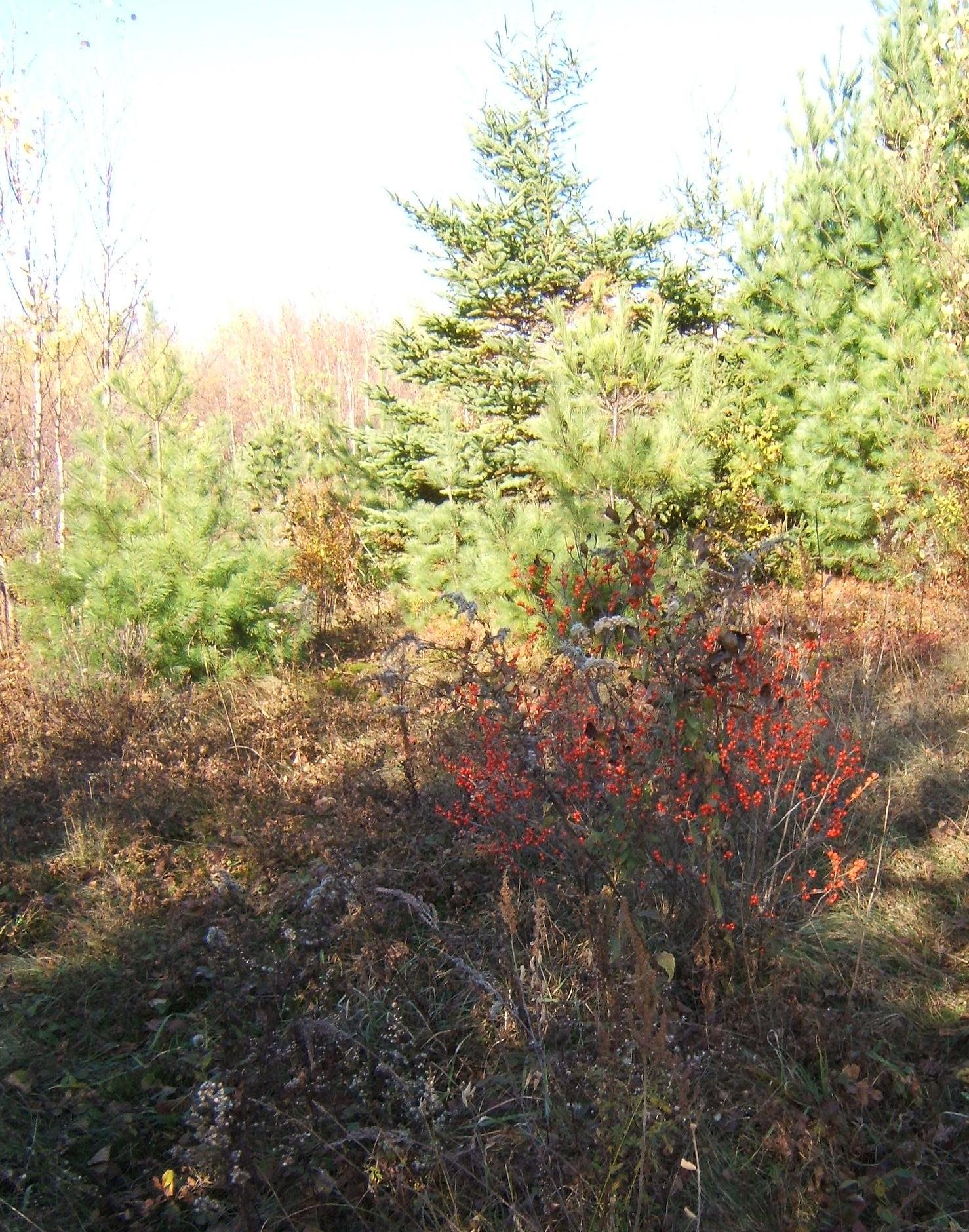 bush of winterberry holly