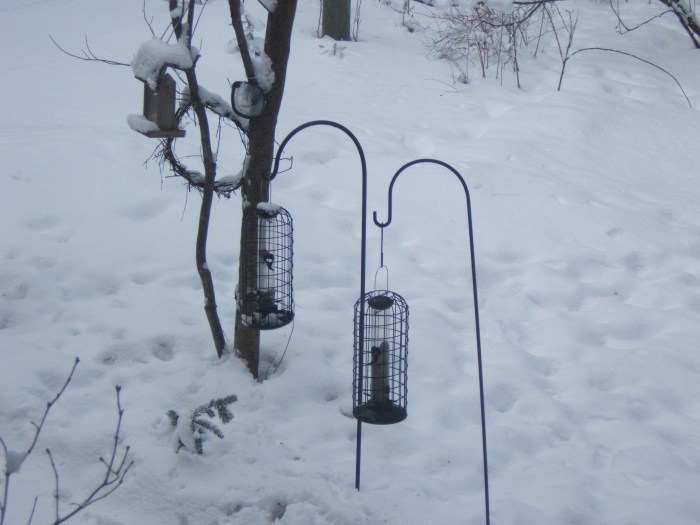 feeders in front yard