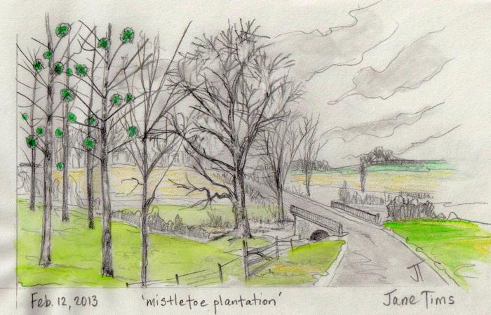 'mistletoe plantation'