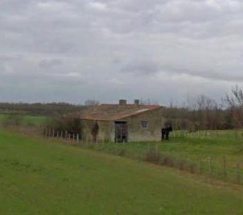 horse in back of stable