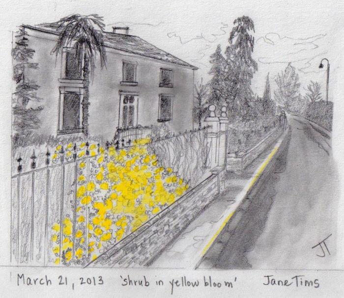 'shrub in yellow bloom'