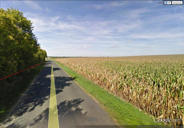 huge cornfield