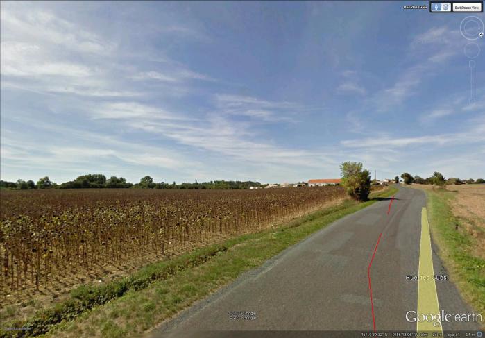 5-6 g field of sunflowers