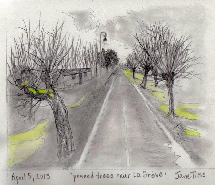 'pruned trees near La Greve'