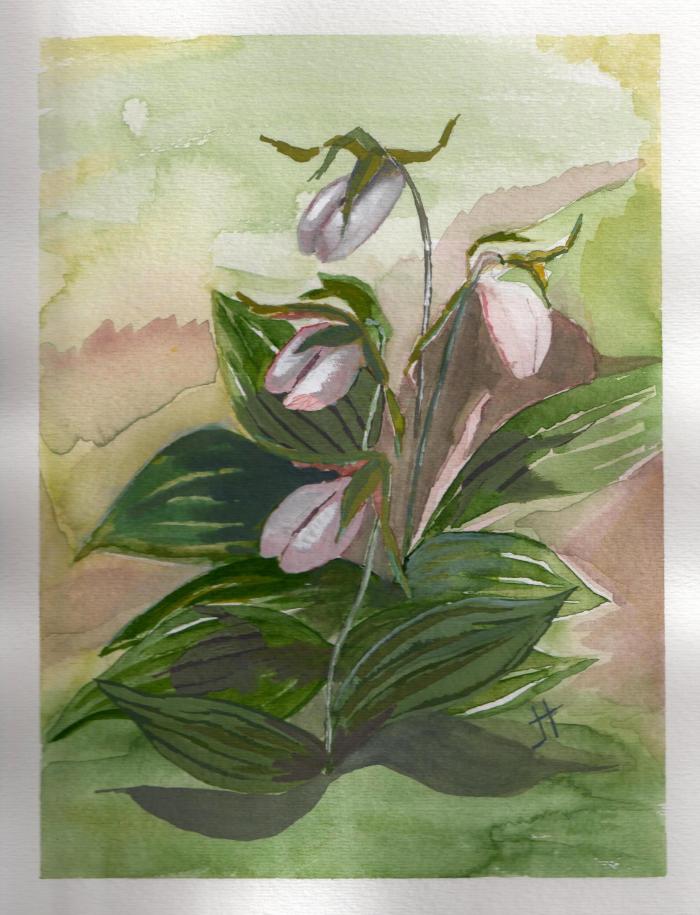'Lady's Slippers'