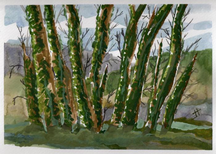 'vine-covered trees #2'