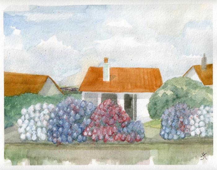 August 10, 2013  'hydrangeas, Carlyon Bay'  Jane Tims