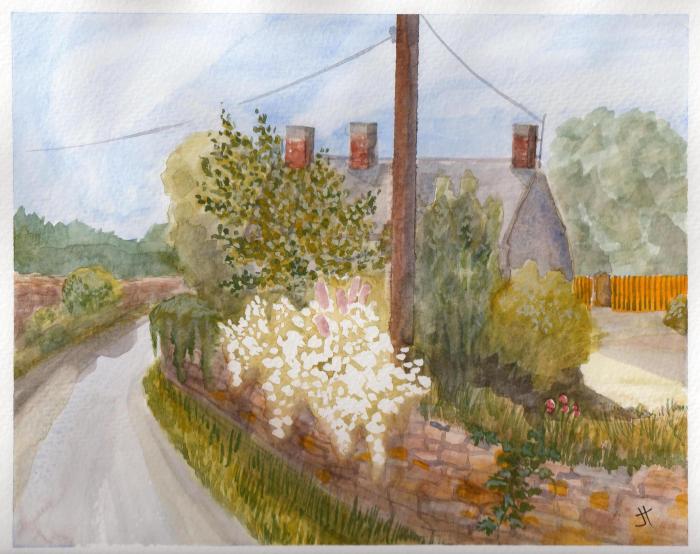 August 25, 2013 'roses in Reviskey' Jane Tims