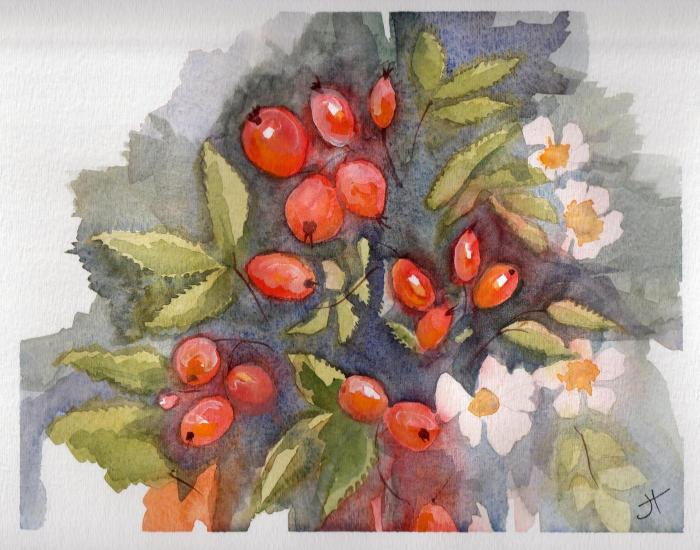 September 22, 2013  'red rose hips from pink roses'   Jane Tims