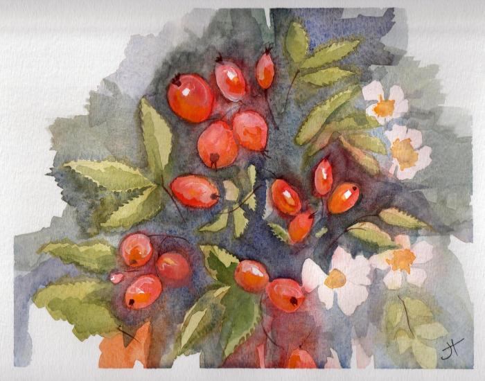 September 22, 2013 'red rose hips from pink roses' Jane Tims