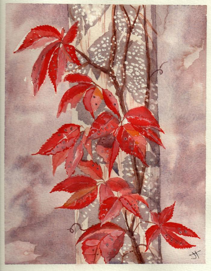 October 7, 2013 'Virginia Creeper' Jane Tims