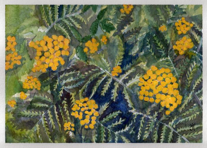 October 27, 2013   'Tansy'   Jane Tims