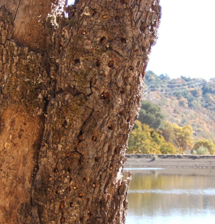 acorns planted in oak by woodpecker