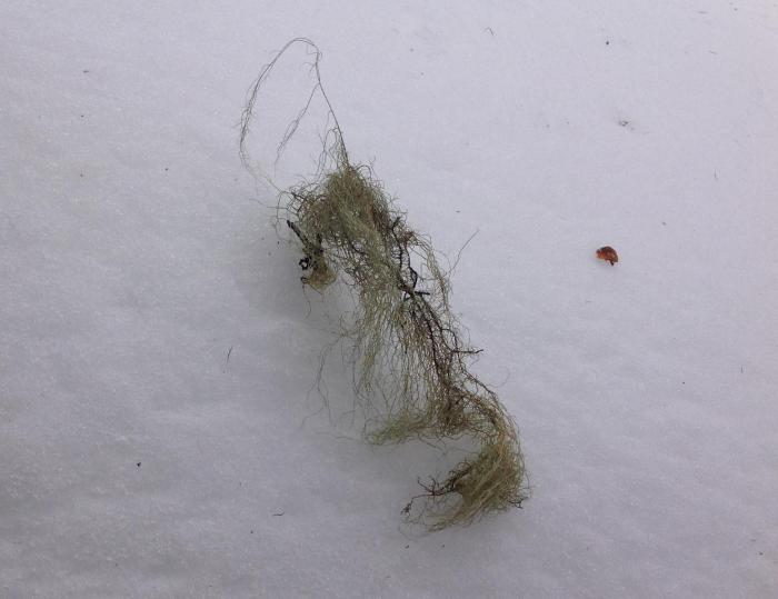 Usnea subfloridana on the snow