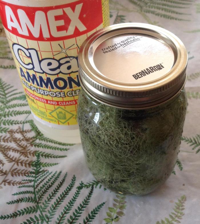 lichens in a jar ... plus a little ammonia