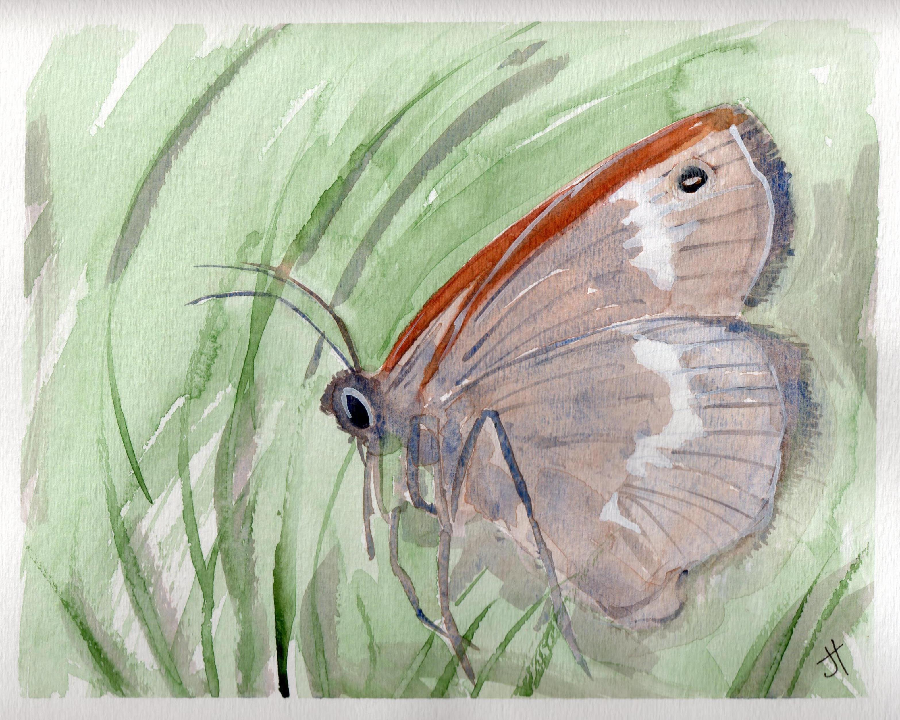 March 27, 2014  'Maritime Ringlet Butterfly'  Jane Tims