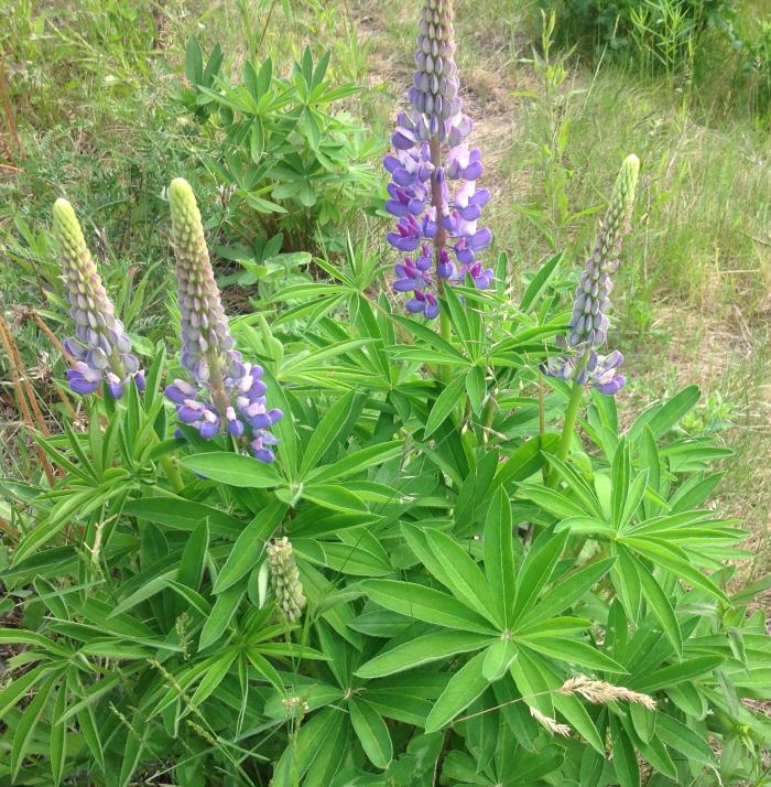 Lupins along the road