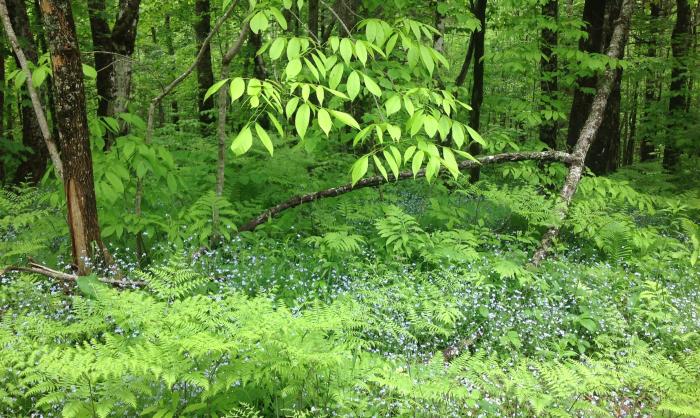 blue flowers in the woodland