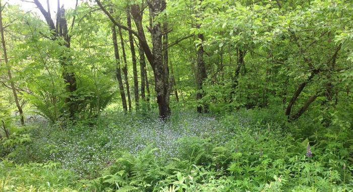 Forget-me-nots in the woods