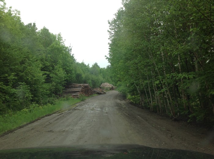 forest harvesting operation